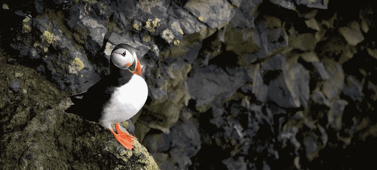 On the route of Iceland´s volcanoes, you can´t miss the well-known Katla volcano, the setting for TV series inspiration. If you are a bird lover, you cannot miss the opportunity to observe puffins, among other birds, in Dyrhólaey. But do not forget that there is a season to be able to see them, so find out before you go. As we want you to have the best possible experience, we suggest you visit a small church in the village of Vík. If you are an adventurer by nature, you can visit the magnificent ice cave of Katla. But remember that you can only do it if you are accompanied by an experienced guide.